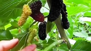 Mulbei fruits