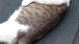 KUCING GEMOY SEMOK MERASAKAN ANGIN SEGAR DI SORE HARI
