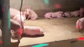 A Chinese farmer organized a disco for pigs