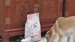 The cat stole food from his friend