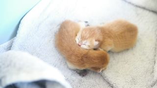 How kitten Pudding grow up: from 0 to 12 months