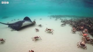 Army of Crabs Protect Spy Robot From Stingray _ Spy In The Ocean _ BBC Earth.