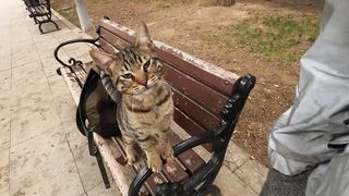 Stray cat asking for affection in a cute way