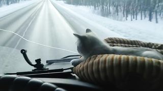 рейс с котом №1.