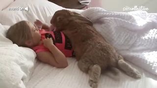 The Giant Rabbit.