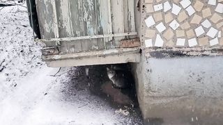 Вы видели такую красотку