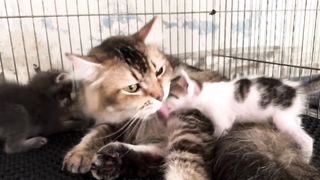 Anak kucing ini di tinggal mati induknya,,sekarang di rawat induk kucing persia