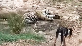 Tigre_atacando