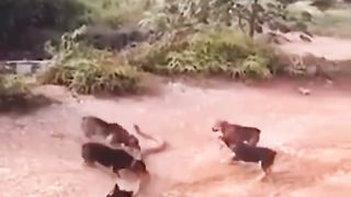 Dogs vs Snake