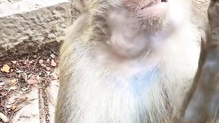 Monyet kelaparan