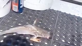 Amazing videos vol 589