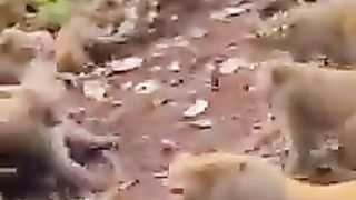 Monkey war