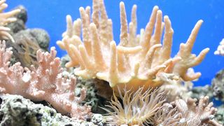 "Whispers of the Sea: Tales from the Ocean's Depths"