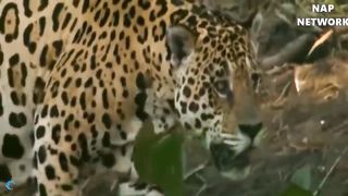 Big Cat Powerful Become Prey Of The Giant Anaconda
