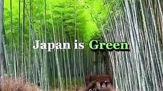 Japan is Beautiful???????????? #shorts #japan
