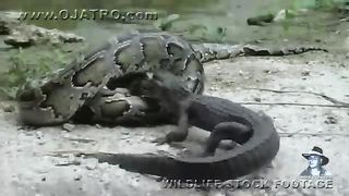 Python Eats Alligator 02