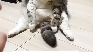 Cats Acting ????????????