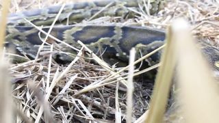 DIY Snake Trap Technology