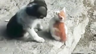 Funny animals