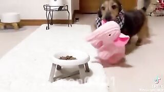 Funny Video