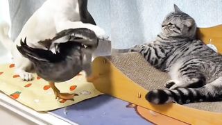 funny videos of Pja