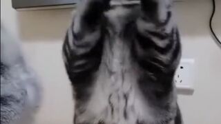 bagging cat so cute