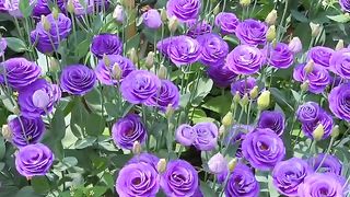 Purple flower