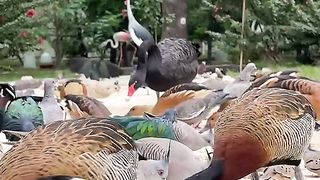 Beautiful ducks
