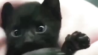 cute kitten