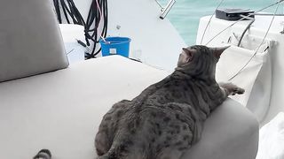 holiday cat in sea