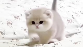 Cats Doing Cat Things