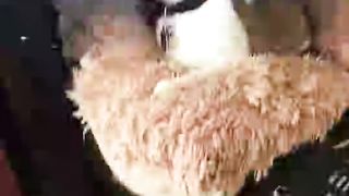handsome cat