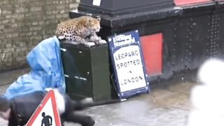 funny videos of Pja