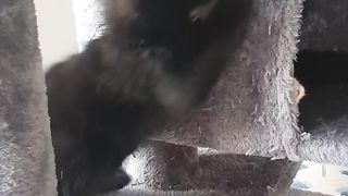 happycat