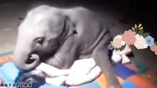 Baby elephant tries to sleep with its caregiver.