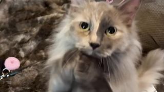 happy cat - begging cat