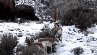 Deer and yak