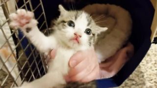 Hissy little 4 week old feral kittens - these ones are extra hissy - rescue