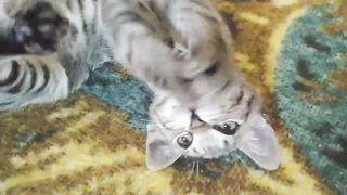 You will fall in love with this cat