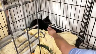 Kitten is just scared and needs a little