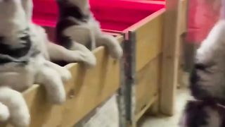 The mom teaches them how to howl! Education is vert important!