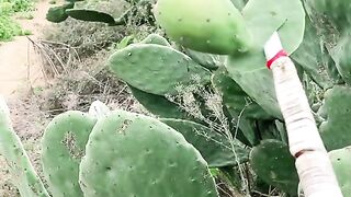 Tasty fruit