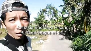 Tanam Pisang Organik Cepat Berbuah