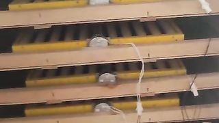 Incubator for eggs