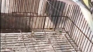 The cAged parrot
