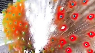Peacock dance ,One of the most beautiful creation of Allah.#plants #animals #animalsbeauty #animalsplanet