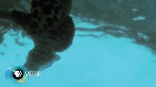 Jaguar Attacks Caiman Crocodile.