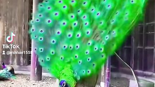 Peacock video