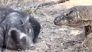 Komodo dragon try to attacks sleeping
