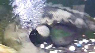 jumbo palm fish